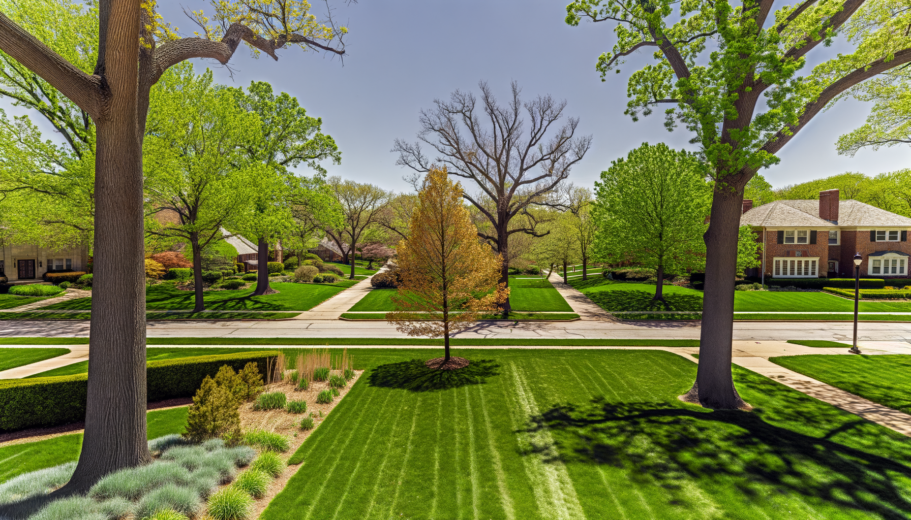 Trees for Kansas City Gardens - Best Trees for Kansas City Gardens | Grade A Tree Care Kansas City