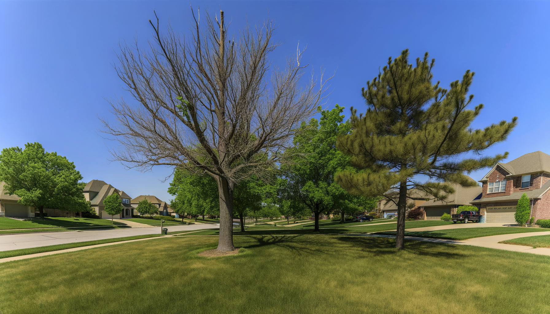drought impact on tree health - Drought Impact on Kansas City Tree Health | Grade A Tree Care Kansas City