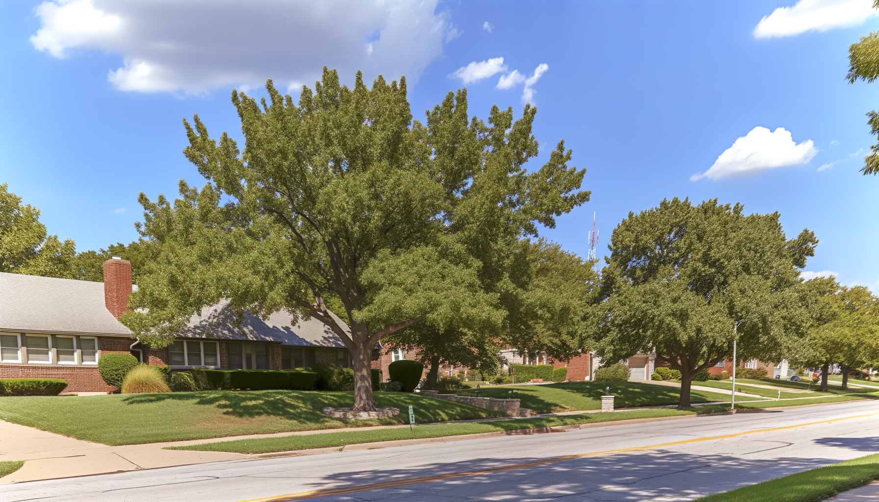 urban tree aesthetics Kansas City - Enhancing Urban Tree Aesthetics in Kansas City | Grade A Tree Care Kansas City