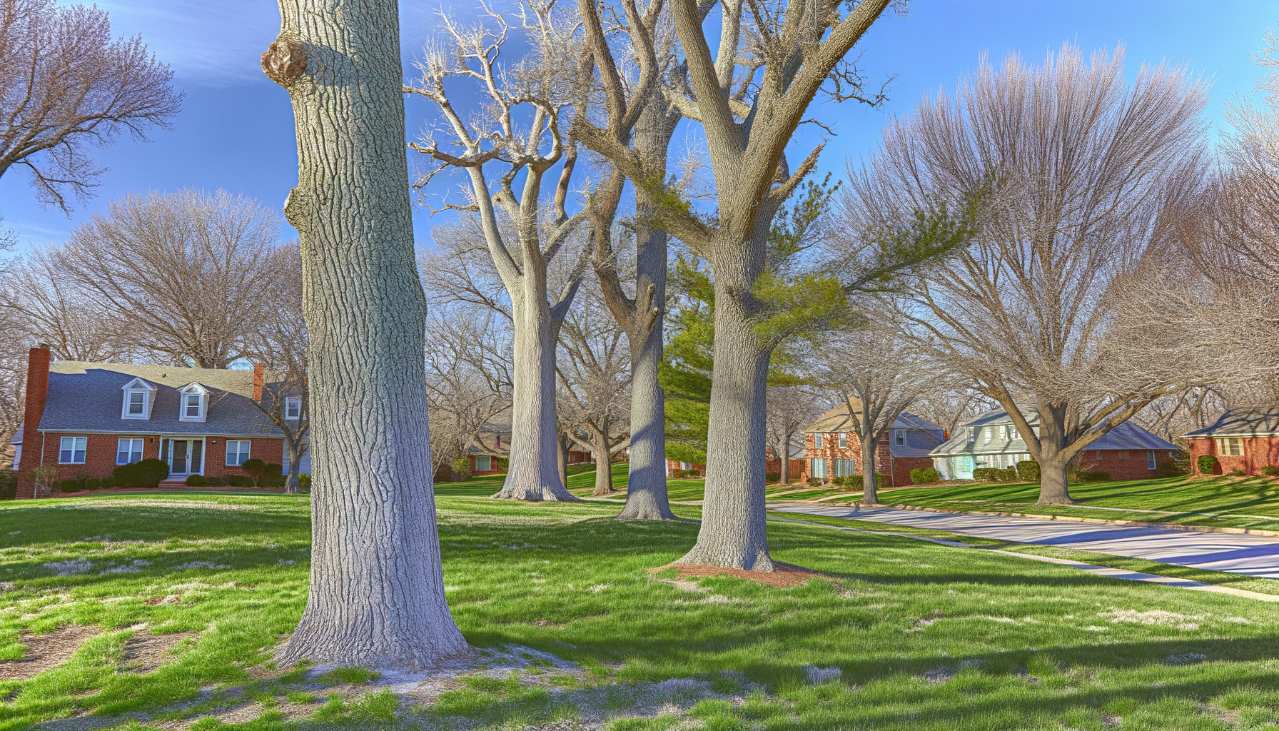 unique tree bark textures - Explore Unique Tree Bark Textures in Kansas City | Grade A Tree Care Kansas City
