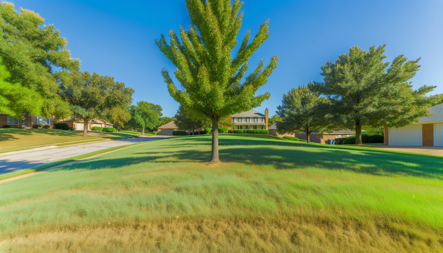 Kansas City tree conservation - Kansas City's Tree Conservation Challenges | Grade A Tree Care Kansas City