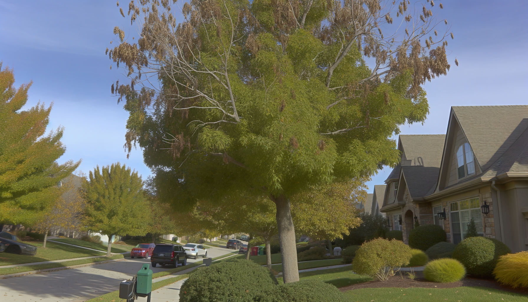 seasonal tree pest control - Seasonal Tree Pest Control Tips for Kansas City | Grade A Tree Care Kansas City