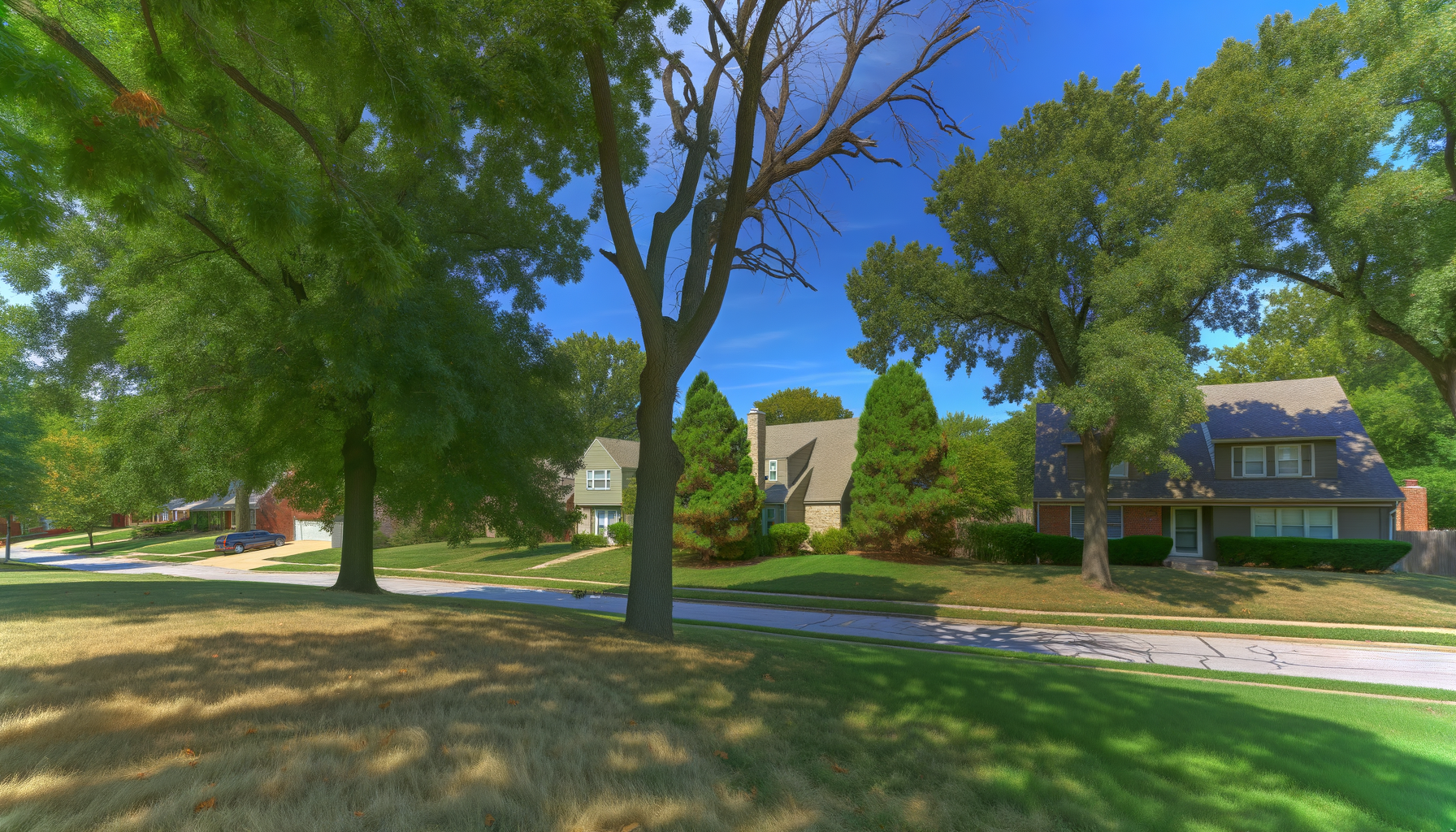 tree care myths Kansas City - Top 5 Tree Care Myths in Kansas City | Grade A Tree Care Kansas City