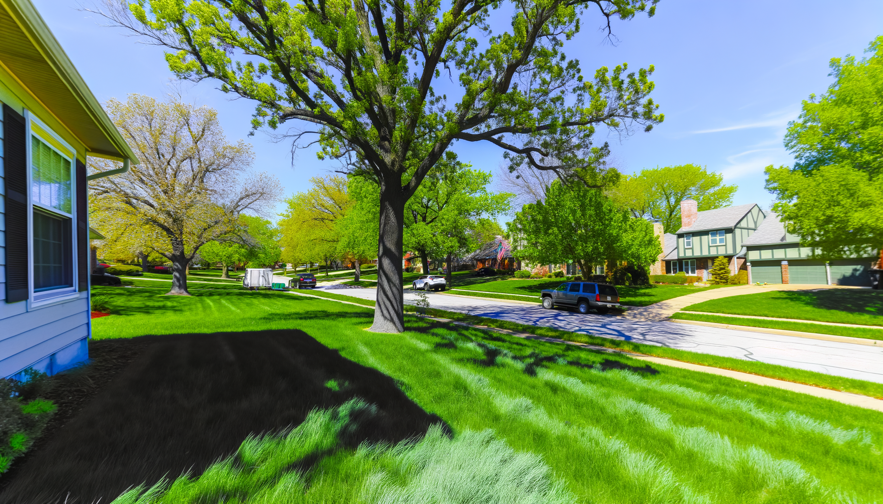 Kansas City tree care tips - 5 Unique Tree Care Tips for Kansas City | Grade A Tree Care Kansas City